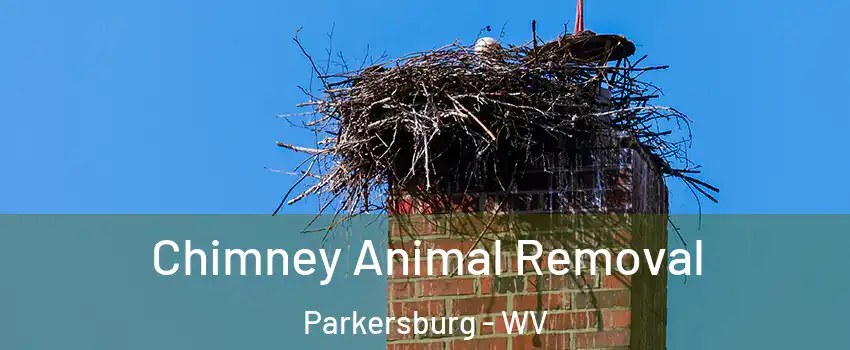 Chimney Animal Removal Parkersburg - WV