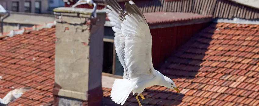 Residential Chimney Animal Removal Solution in Parkersburg, WV