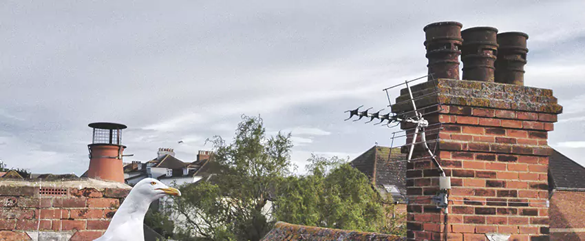 Chimney Cleaning And Restoration in Parkersburg, West Virginia